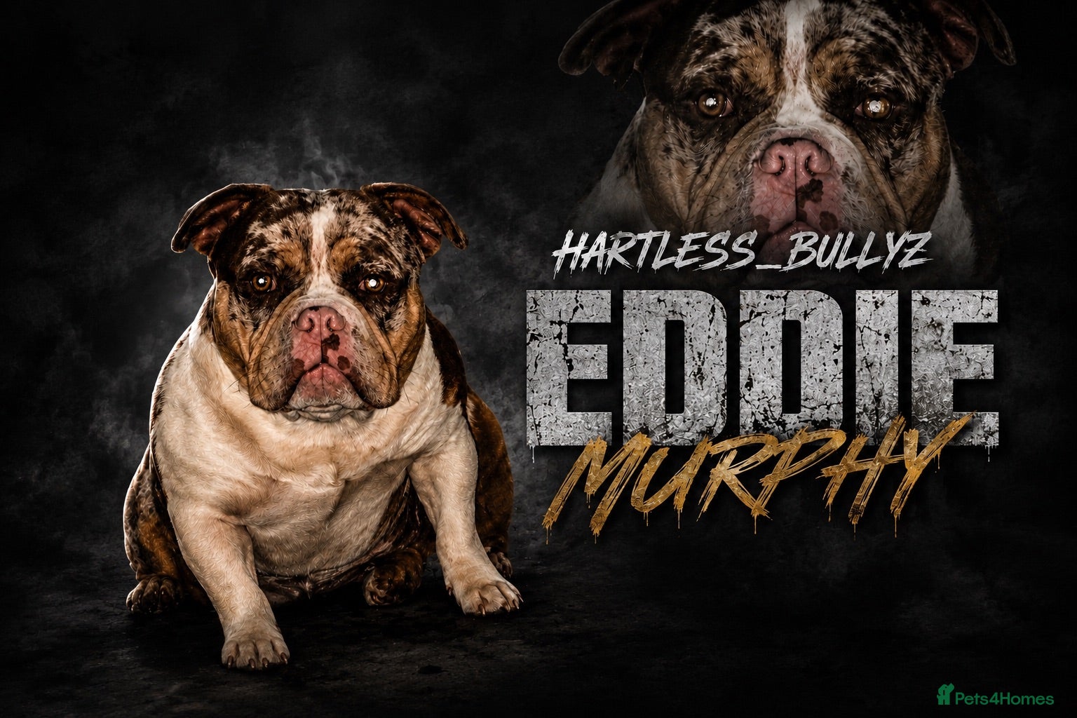 American Bully dogs American pocket bully pups - Advert 1