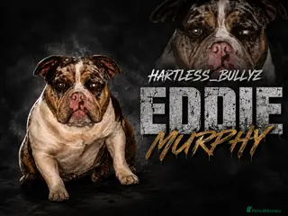 American Bully dogs American pocket bully pups - Advert 1