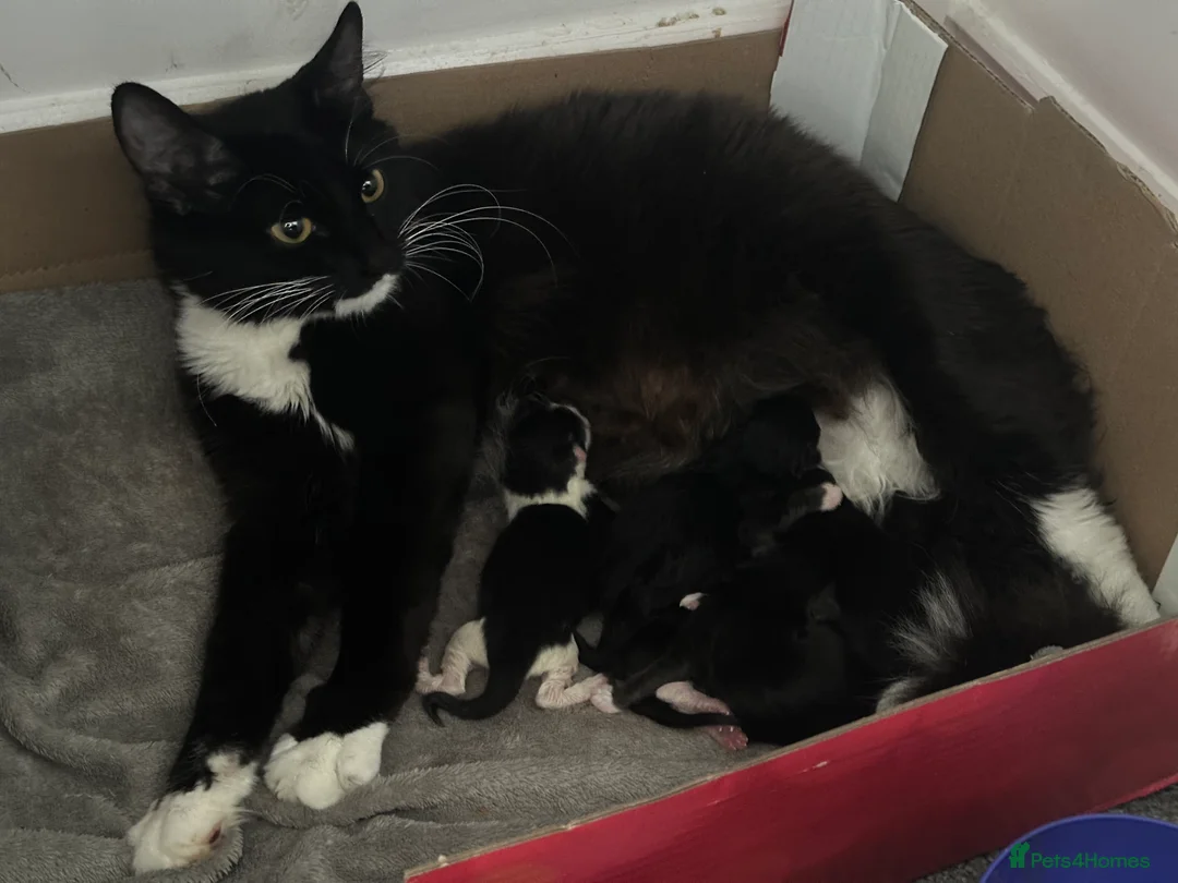 Siberian cats for sale: 1 female siberian Kitten & Mother Cat Available - Advert 5