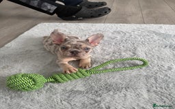 Mixed Breed dogs for sale: Boy French bull dog - Image 1