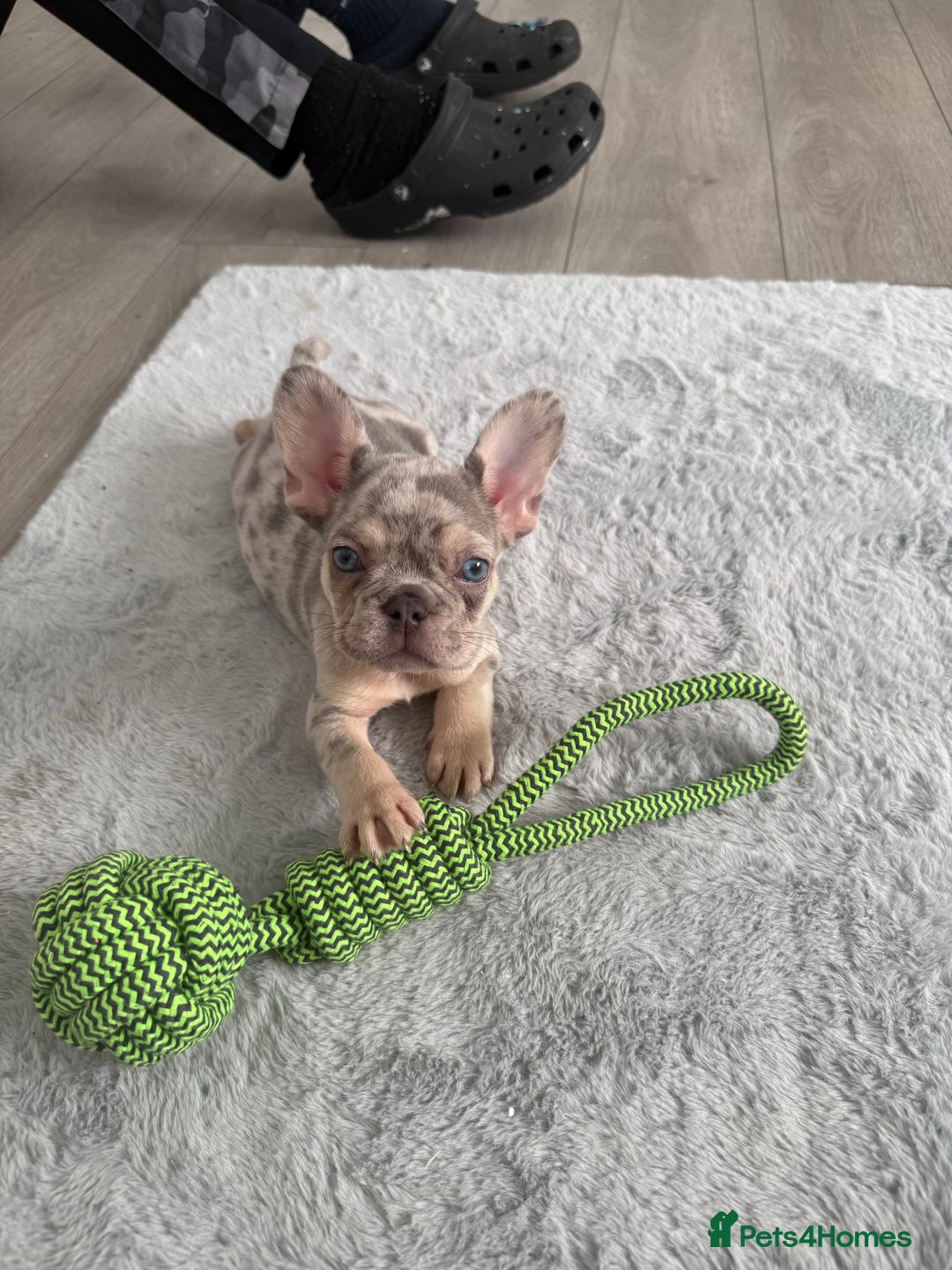 Mixed Breed dogs for sale: Boy French bull dog - Image 1