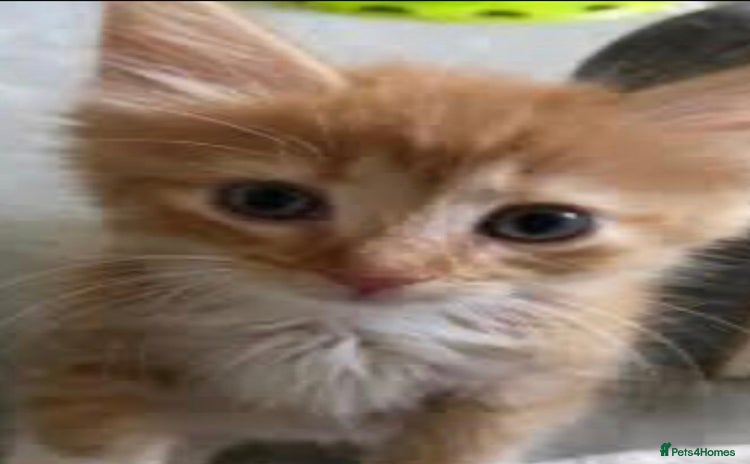 Mixed Breed cats - Advert 11