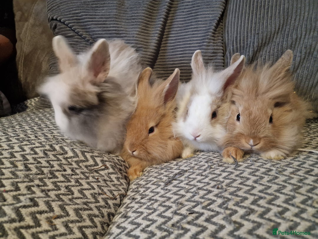 Lionhead rabbits for sale: Lionhead baby rabbits  - Image 7
