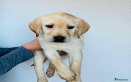 Labrador Retriever dogs for sale: Labrador Puppies  - Image 11