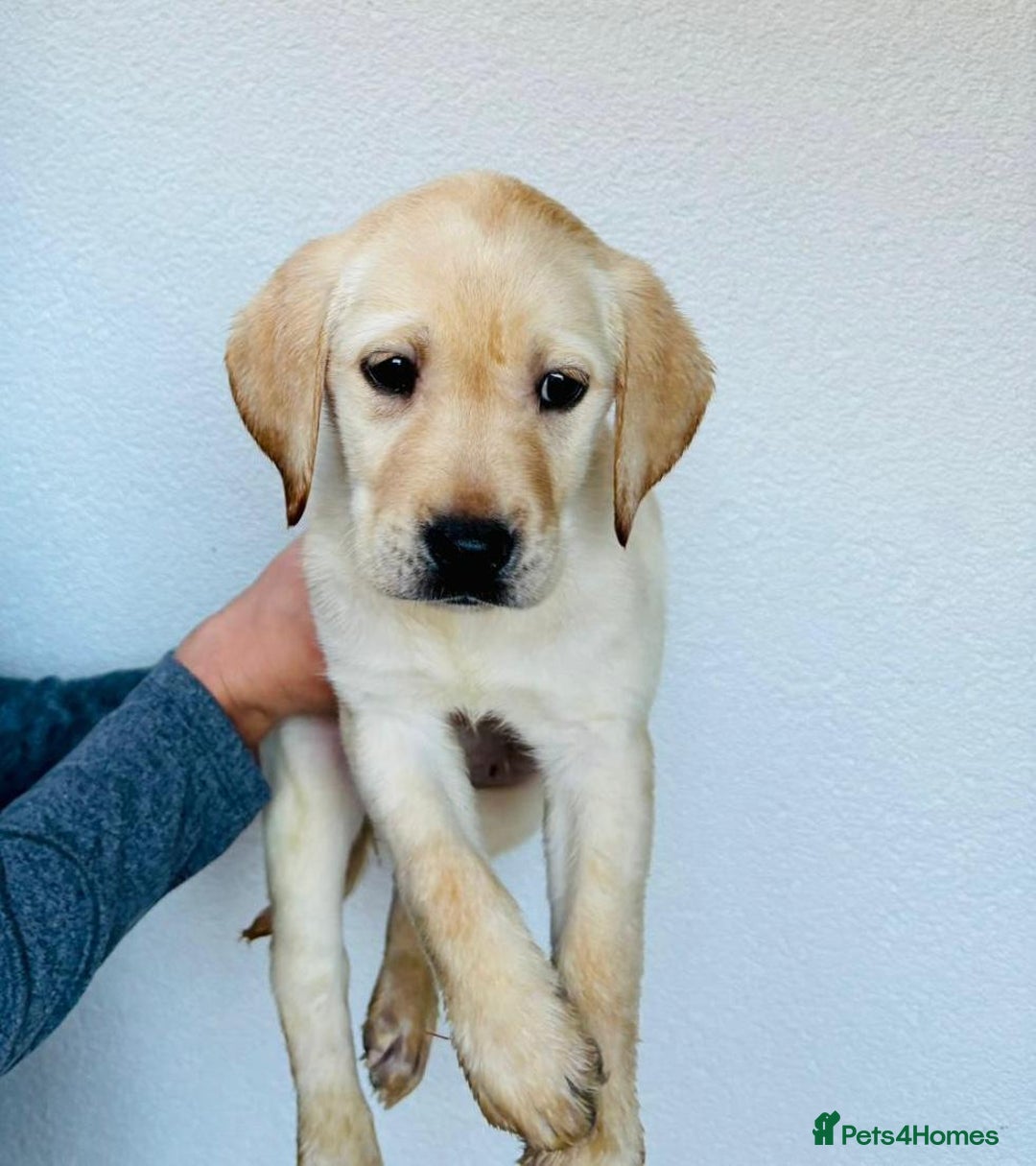 Labrador Retriever dogs for sale: Labrador Puppies  - Image 11
