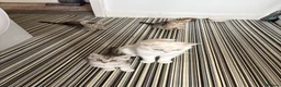 Mixed Breed cats for sale: British Shorthair Cross Kittens – GCCF Mum - Advert 14