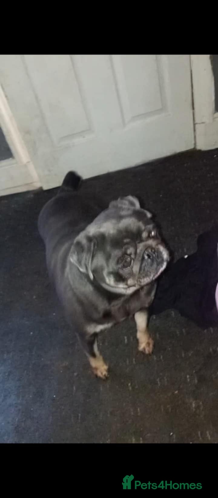 Pug dogs Blue and tan female pug - Advert 6