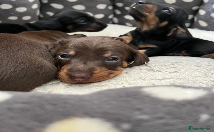 Miniature Dachshund dogs - Advert 1