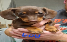 Dachshund dogs for sale: Gorgeous chocolate Dachshunds  - Image 3