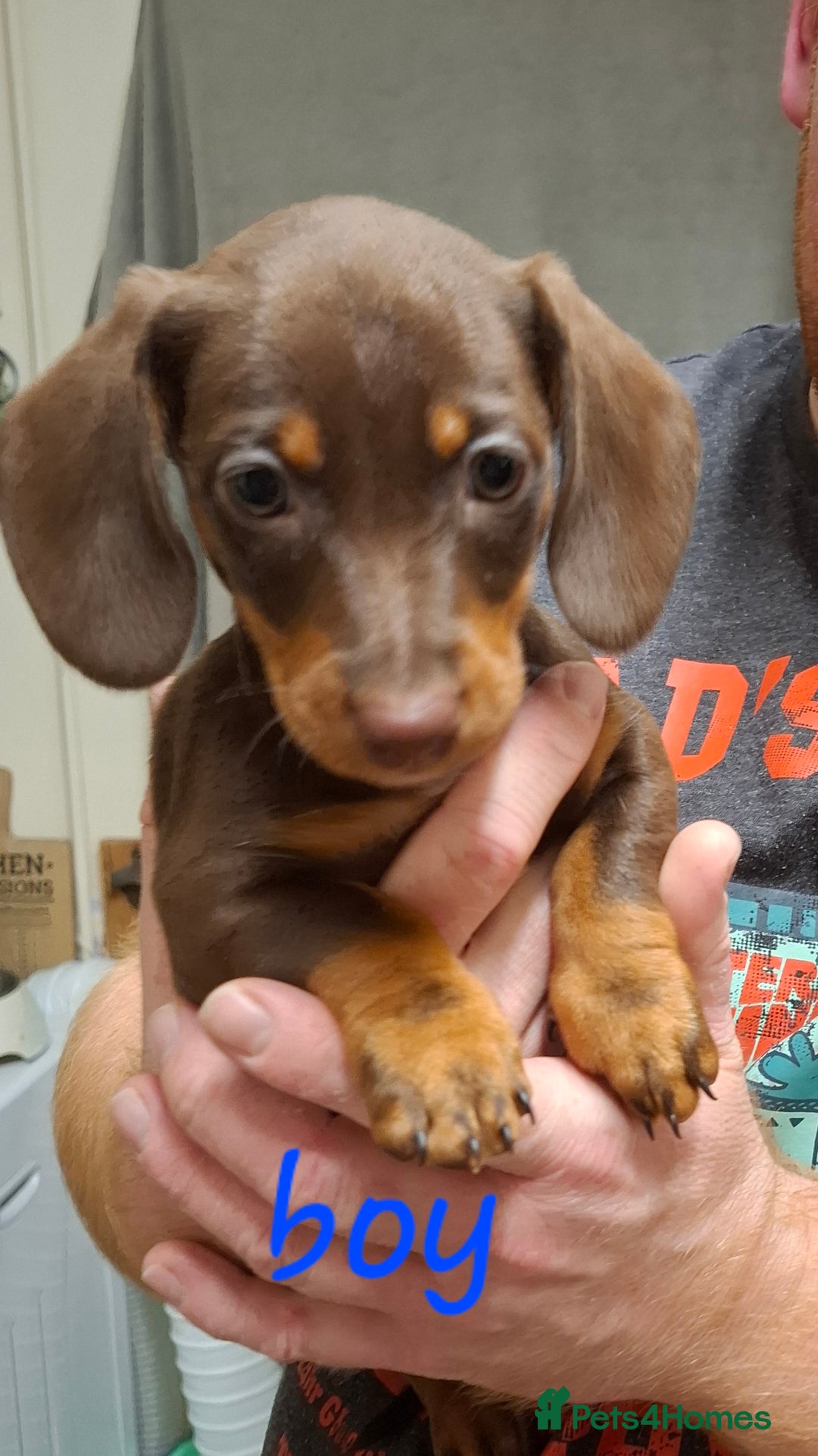 Dachshund dogs for sale: Gorgeous chocolate Dachshunds  - Image 3