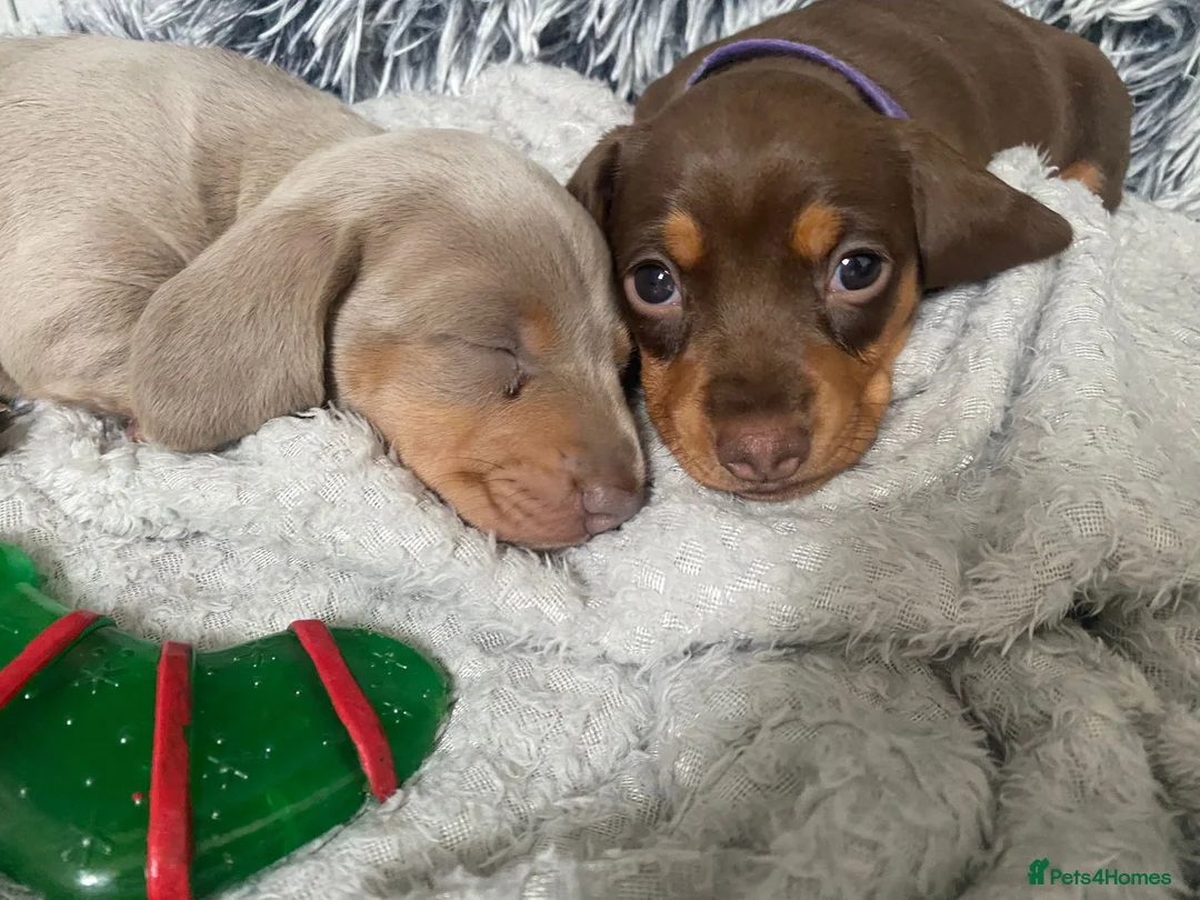 Miniature Dachshund dogs for stud: For stud my boy Dinky  in Alfreton - Advert 27