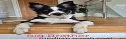 Border Collie dogs for sale: Border Collie Pups - Advert 15