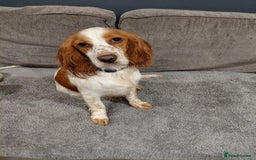 Sprocker dogs for sale: *BEAUTIFUL SPROKER PUPPIES * - Advert 15