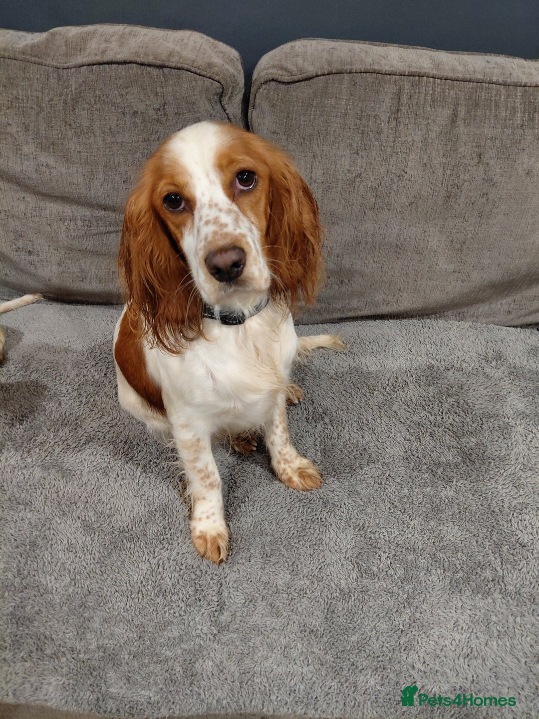 Sprocker dogs for sale: *BEAUTIFUL SPROKER PUPPIES * - Advert 15