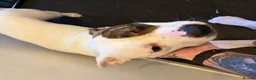 American Bulldog dogs for sale: 1 year old American bulldog  in Leven - Advert 3