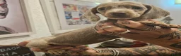 Dachshund dogs for sale: Beautiful miniture Dashounds - Advert 6
