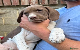 Pointer dogs for sale: Just 3 liver bitches remaining !!  in East Grinstead - Image 10