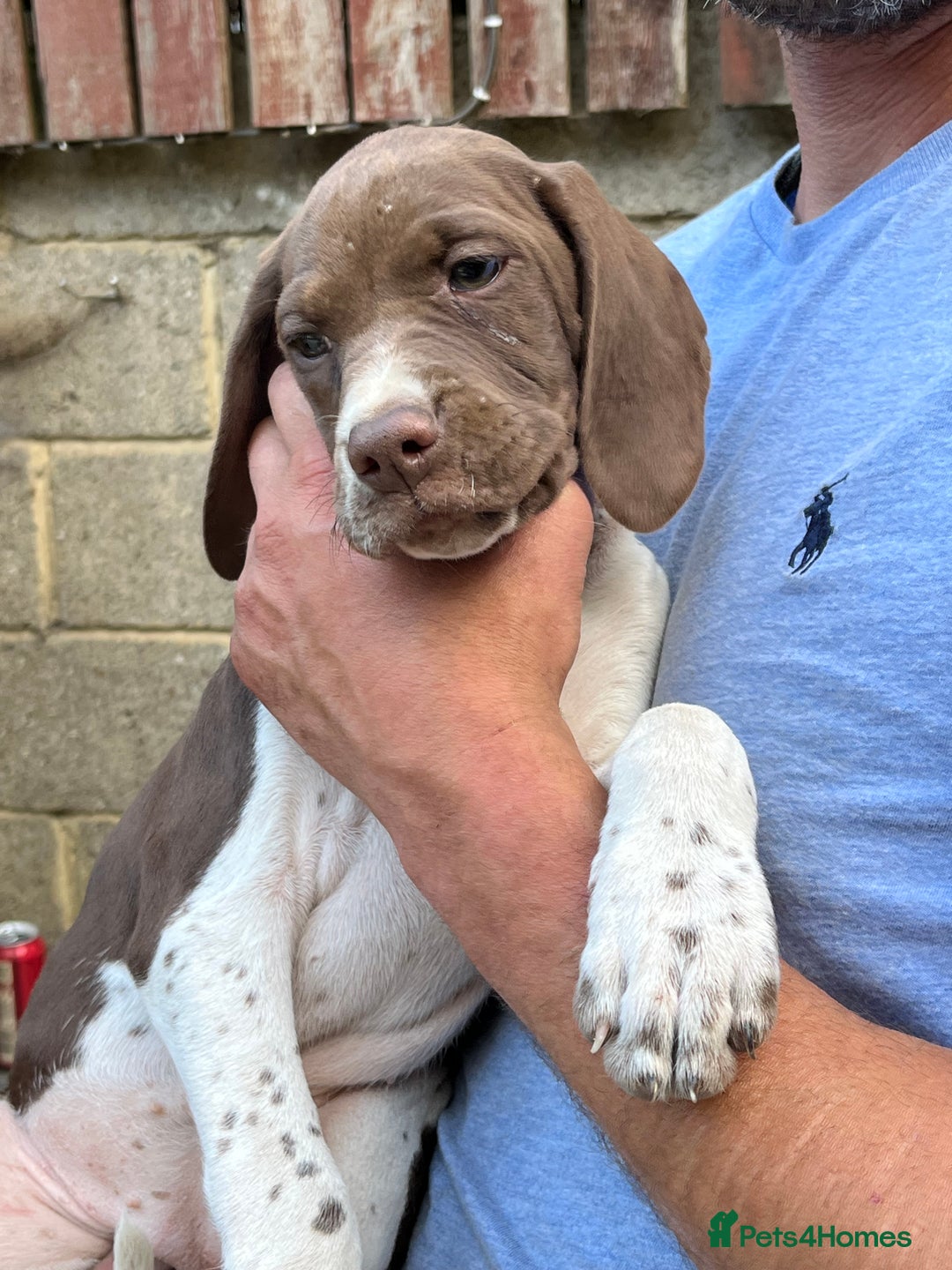 Pointer dogs for sale: Just 3 liver bitches remaining !!  in East Grinstead - Image 10