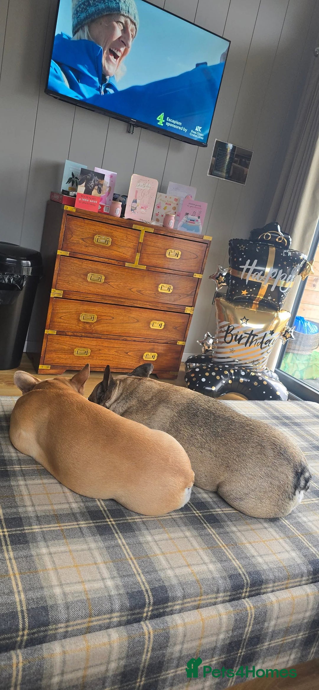 French Bulldog dogs for sale: Must be re-homed together  - Advert 5
