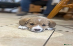 Welsh Corgi Pembroke dogs for sale: 🐾 Pedigree Pembroke Welsh Corgi Puppies 🐾 - Image 2
