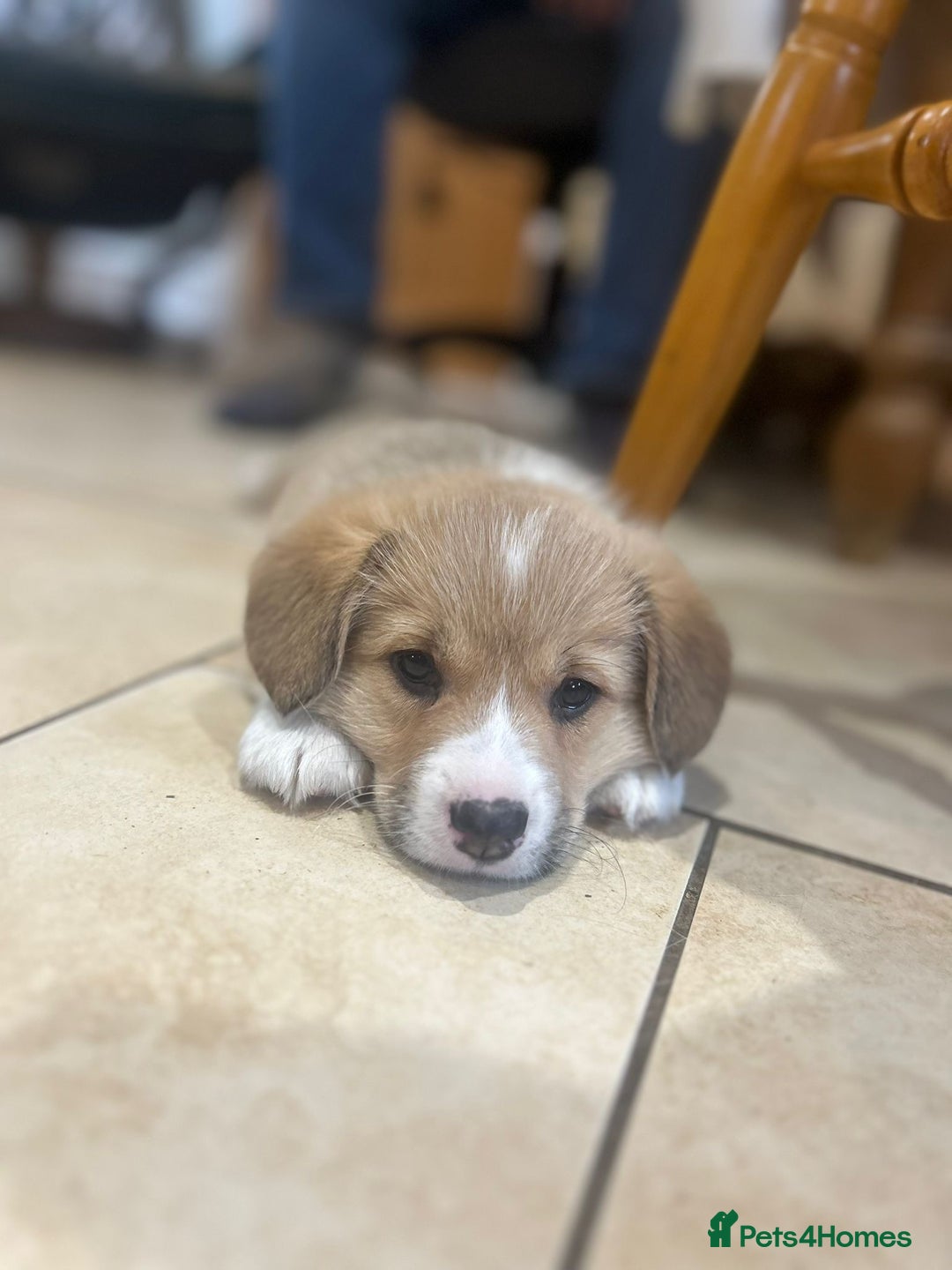 Welsh Corgi Pembroke dogs for sale: 🐾 Pedigree Pembroke Welsh Corgi Puppies 🐾 - Image 2