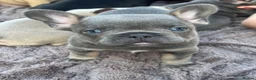 French Bulldog dogs for sale: 🐾Beautiful French Bulldog Puppies 🐾 - Advert 16