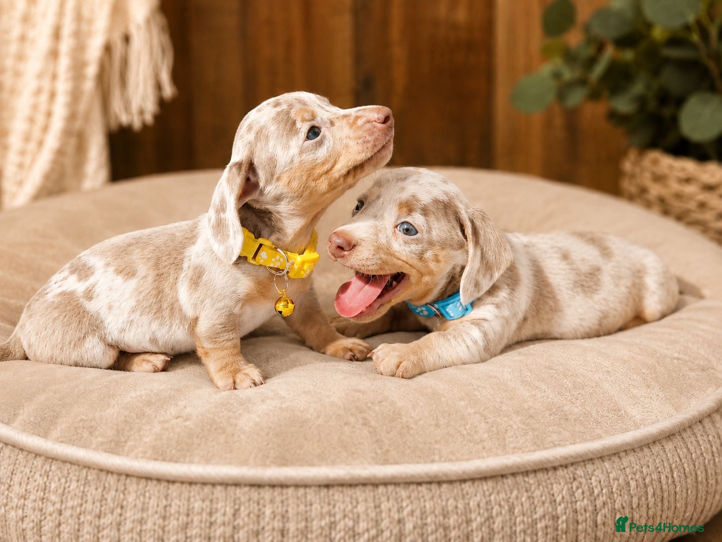 Miniature Dachshund dogs KC Mini Dachshund Puppies Isabella Dapple 🔥 - Advert 1