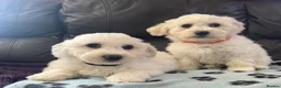 Bichon Frise dogs for sale: bichon Frise puppies  - Advert 2