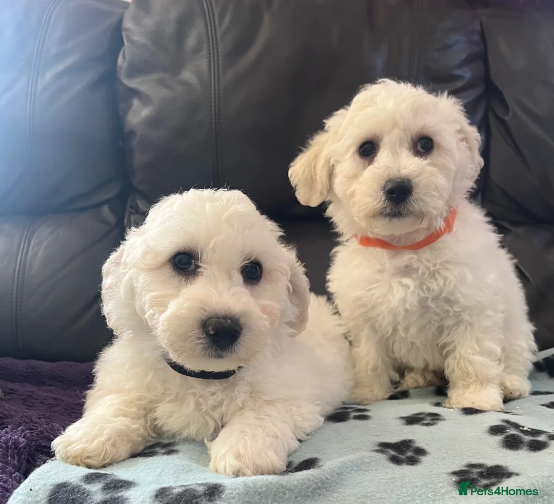 Bichon Frise dogs for sale: bichon Frise puppies  - Advert 2