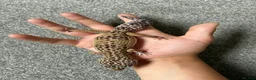 Leopard Gecko reptiles for sale: Mack Snow Leopard Gecko inc. full set up - Advert 5