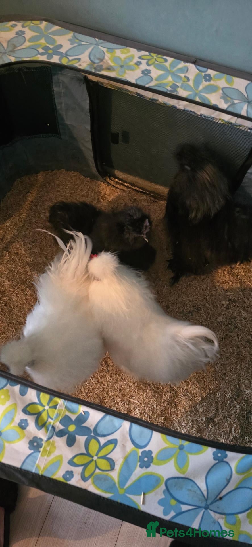 Chickens poultry 4 gorgeous silkie cockerels! - Advert 1