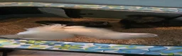 Chickens poultry for sale: 4 gorgeous silkie cockerels! - Advert 1
