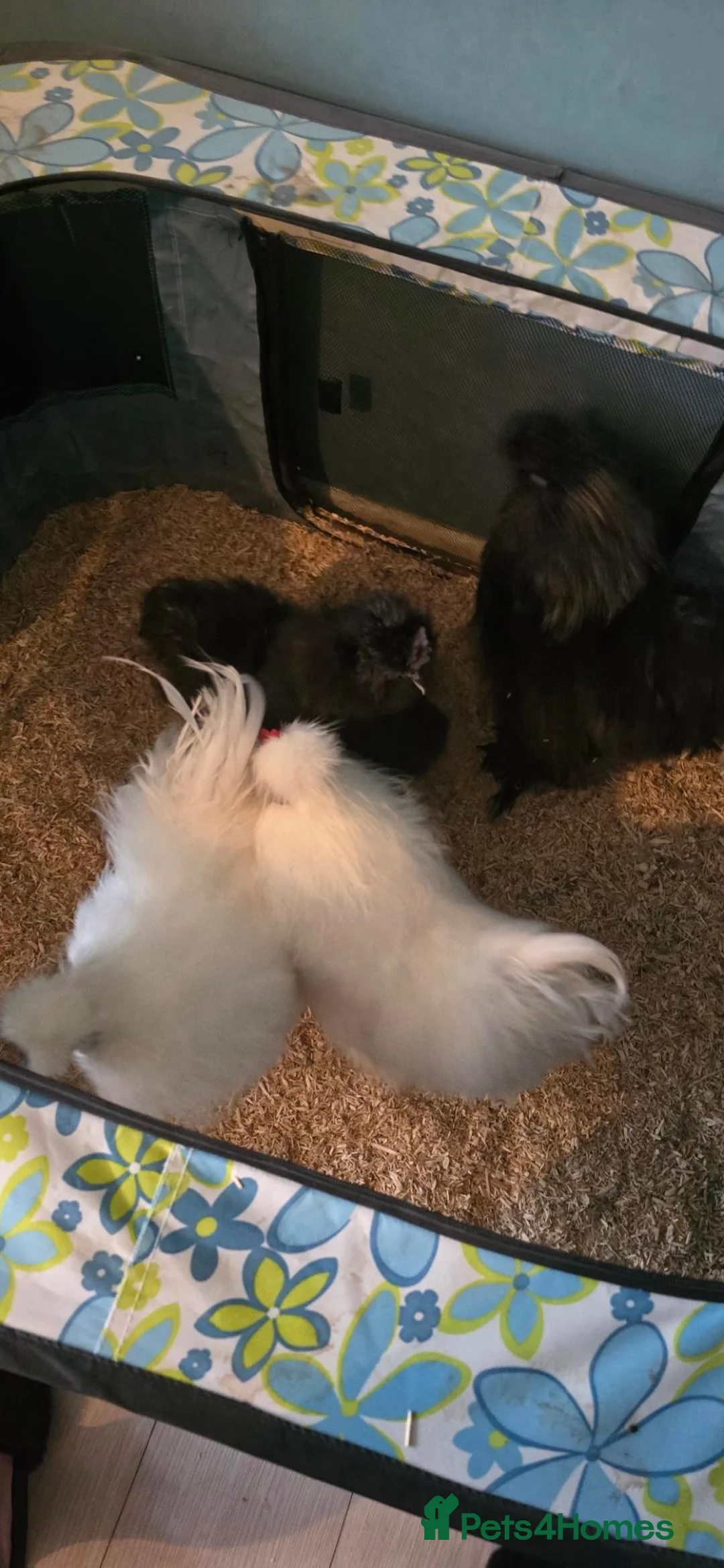 Chickens poultry for sale: 4 gorgeous silkie cockerels! - Advert 1