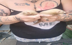 Ferret rodents for sale: 2 jill micros ready to leave  - Image 1