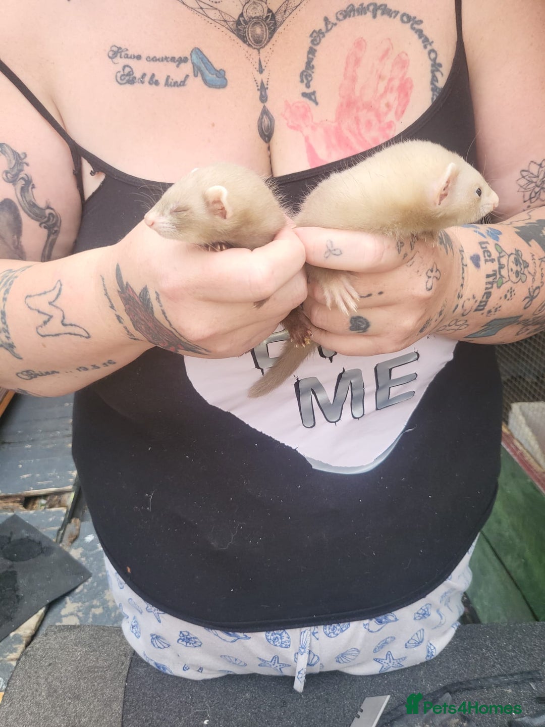 Ferret rodents for sale: 2 jill micros ready to leave  - Image 1