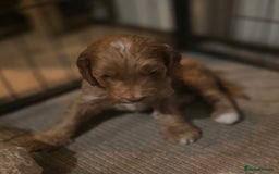 Cockapoo dogs for sale: Cockerpoo puppies F1. Stunning litter  - Image 2