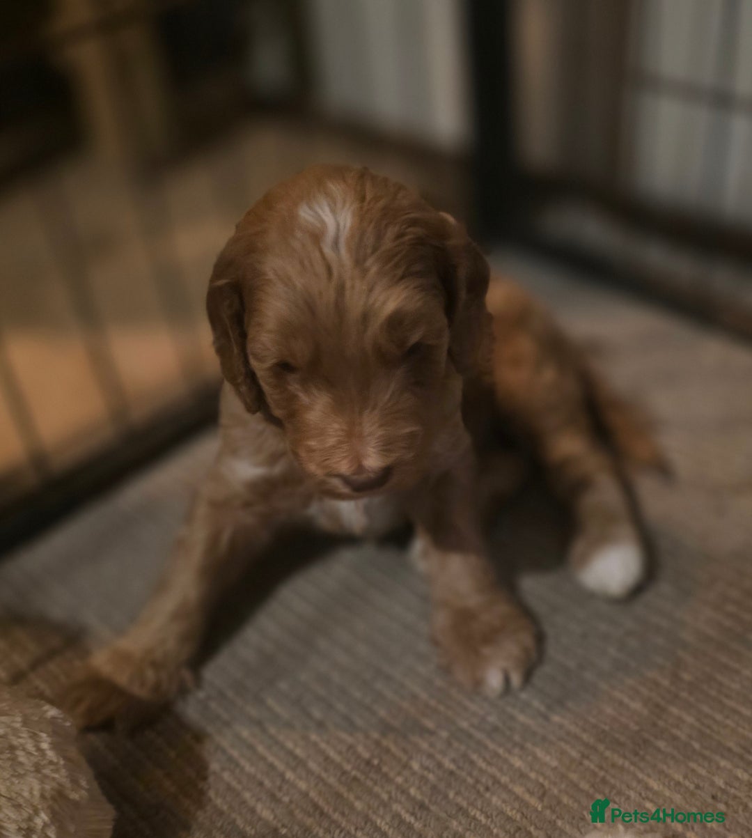 Cockapoo dogs for sale: Cockerpoo puppies F1. Stunning litter  - Image 2