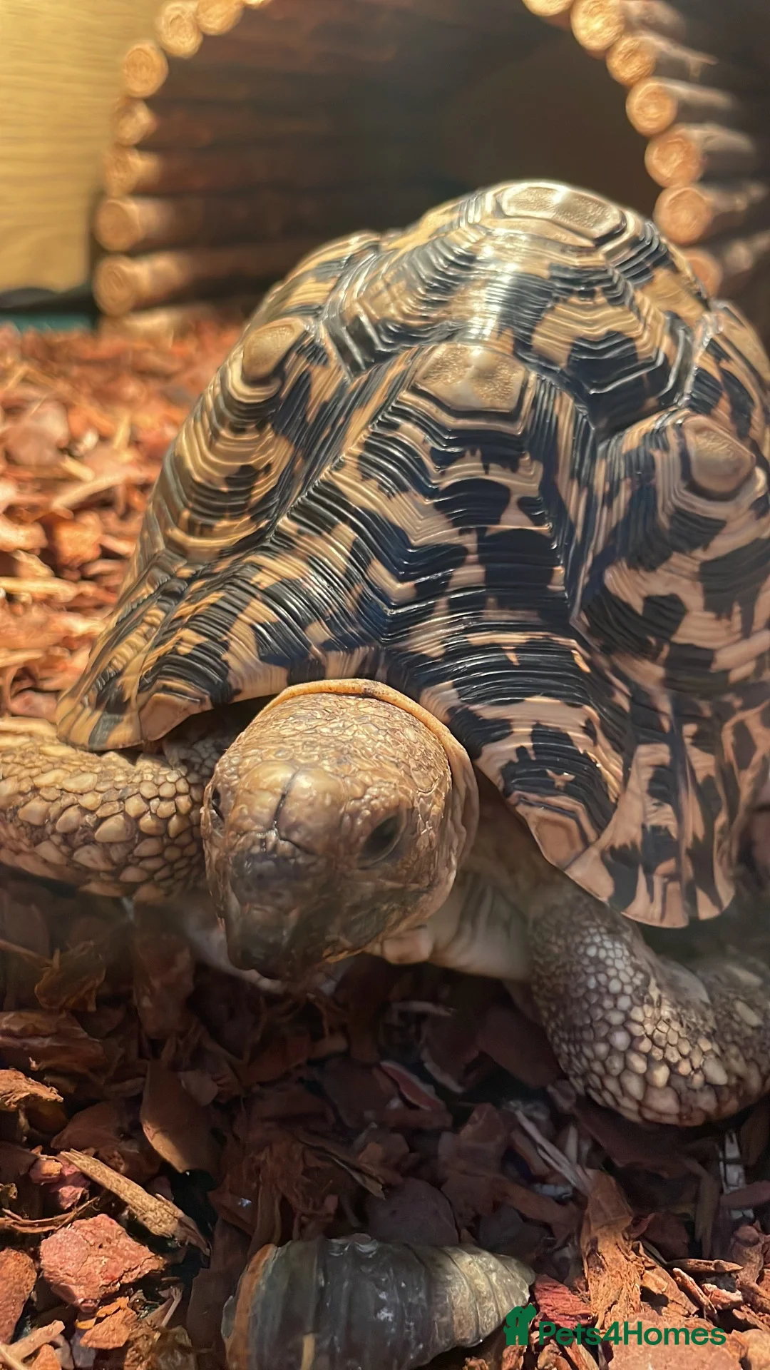 Tortoise reptiles for sale: 7 Year old leopard tortoise WITH enclosure - Advert 1