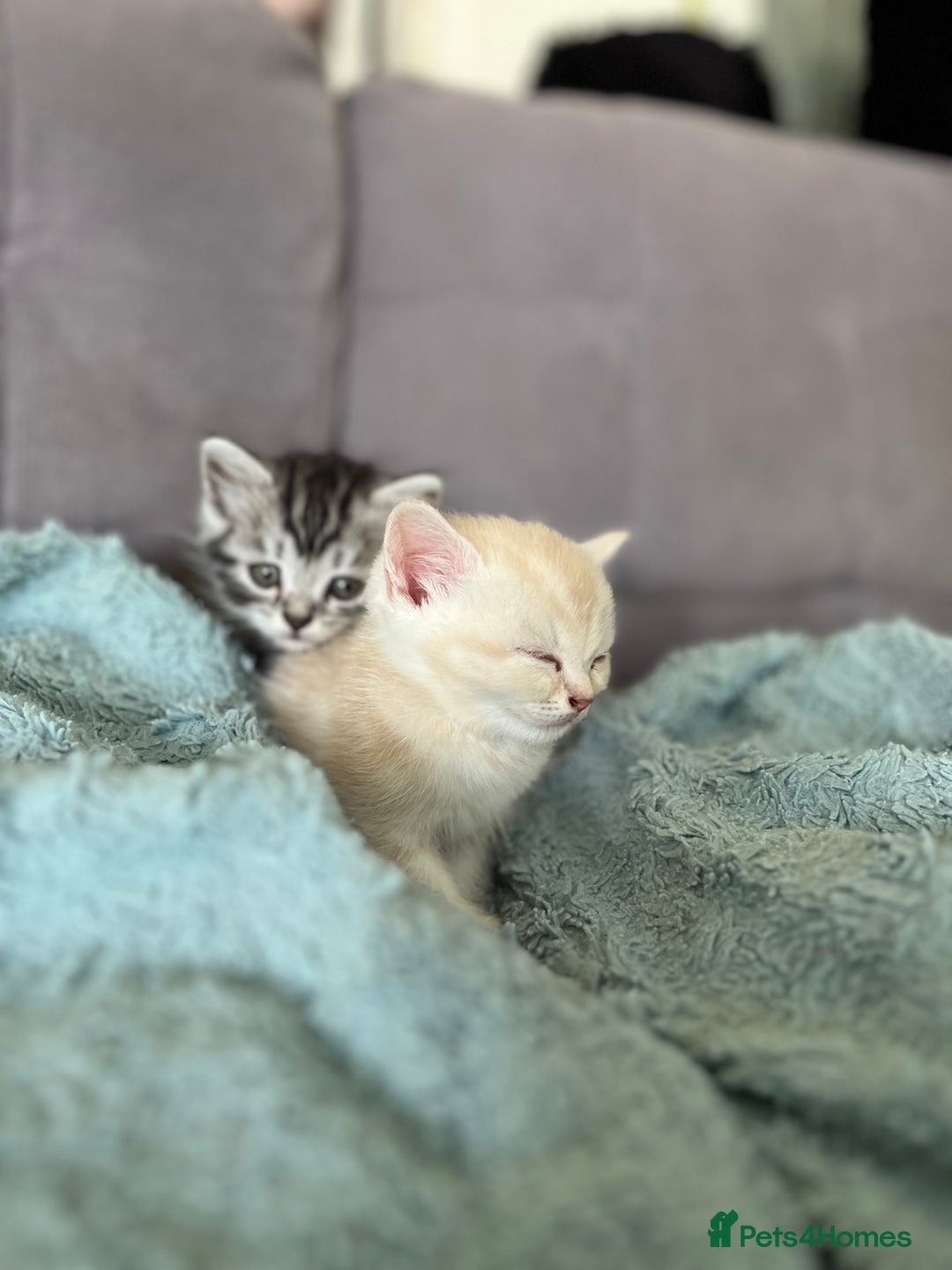 Mixed Breed cats for sale: British longhair cross kittens  - Image 7