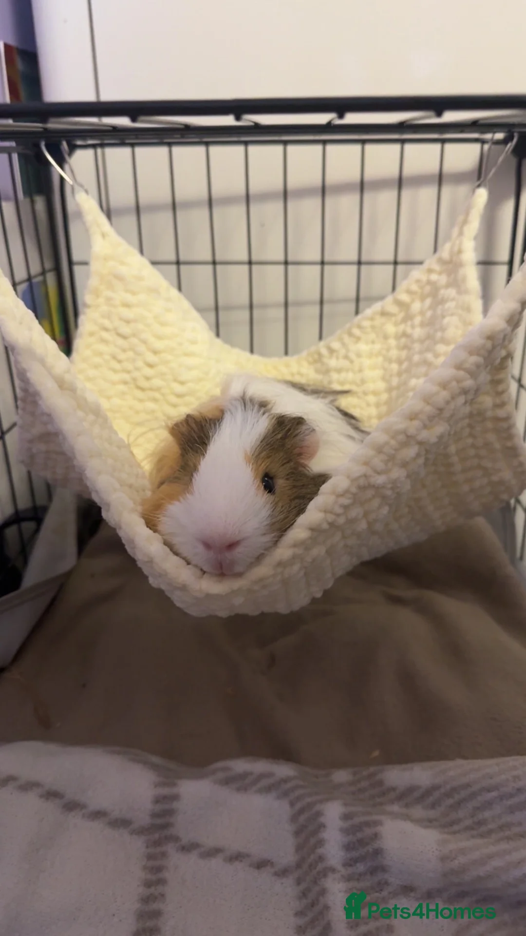 Guinea Pig rodents for sale: 2 male guinea pigs to go to a loving home - Advert 2