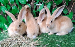 Continental Giant rabbits for sale: PURE BRED Continental Giants  VACCINATED RESERVE   - Image 11