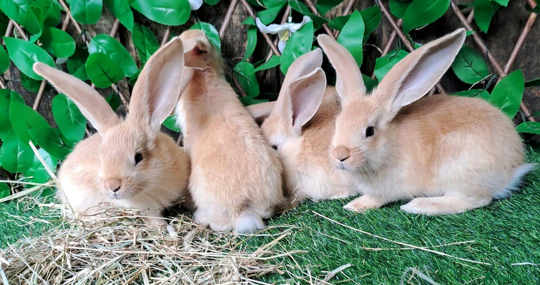 Continental Giant rabbits for sale: PURE BRED Continental Giants  VACCINATED RESERVE   - Image 11