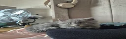 British Shorthair cats for sale: 5 British short hair x tabby kittens  - Advert 2