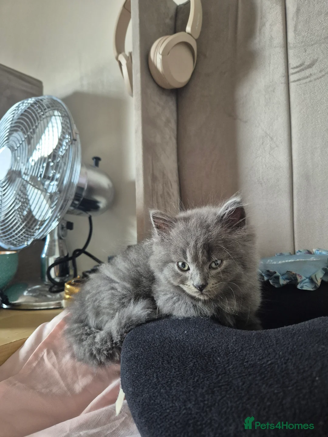 British Shorthair cats for sale: 5 British short hair x tabby kittens  - Advert 2
