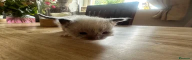 Ragdoll 1