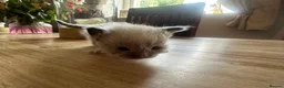 Ragdoll cats for sale: Pure ragdoll kittens  - Advert 7