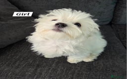 Maltese dogs for sale: KC Reg*Champion Bloodline Maltese Puppies  in Wakefield - Image 3