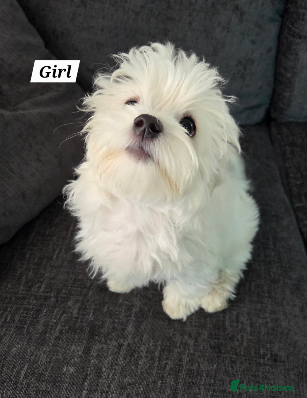 Maltese dogs for sale: KC Reg*Champion Bloodline Maltese Puppies  in Wakefield - Image 3