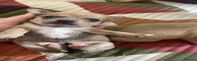 Chihuahua 1
