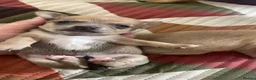 Chihuahua dogs for sale: 3 beautiful Chihuahua puppies  - Advert 10